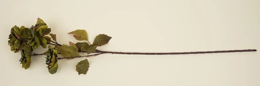 Open Carnation Stick x4